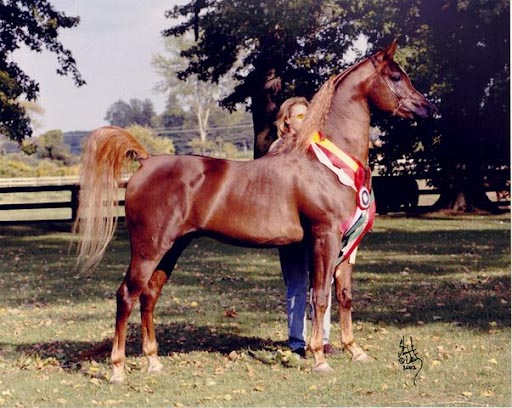 True Colours - Arabian Stallion